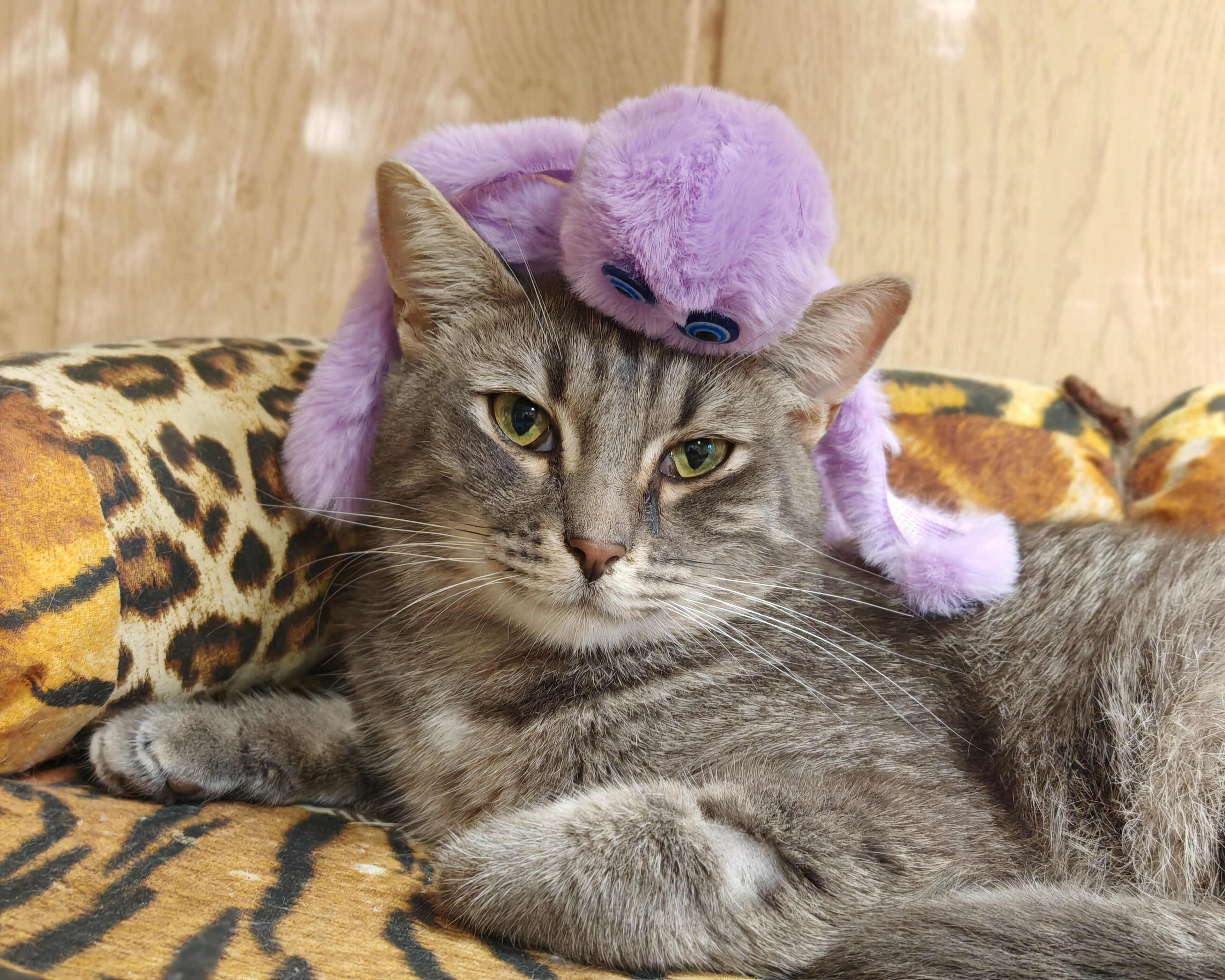 25b71205207117eaa623jpg